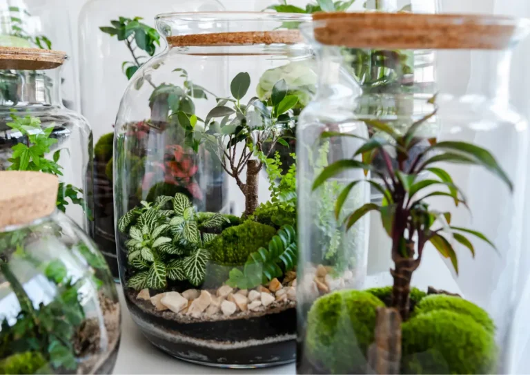 Las w słoiku: Jak dbać i pielęgnować rośliny w szkle