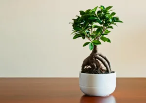 jak przycinać bonsai